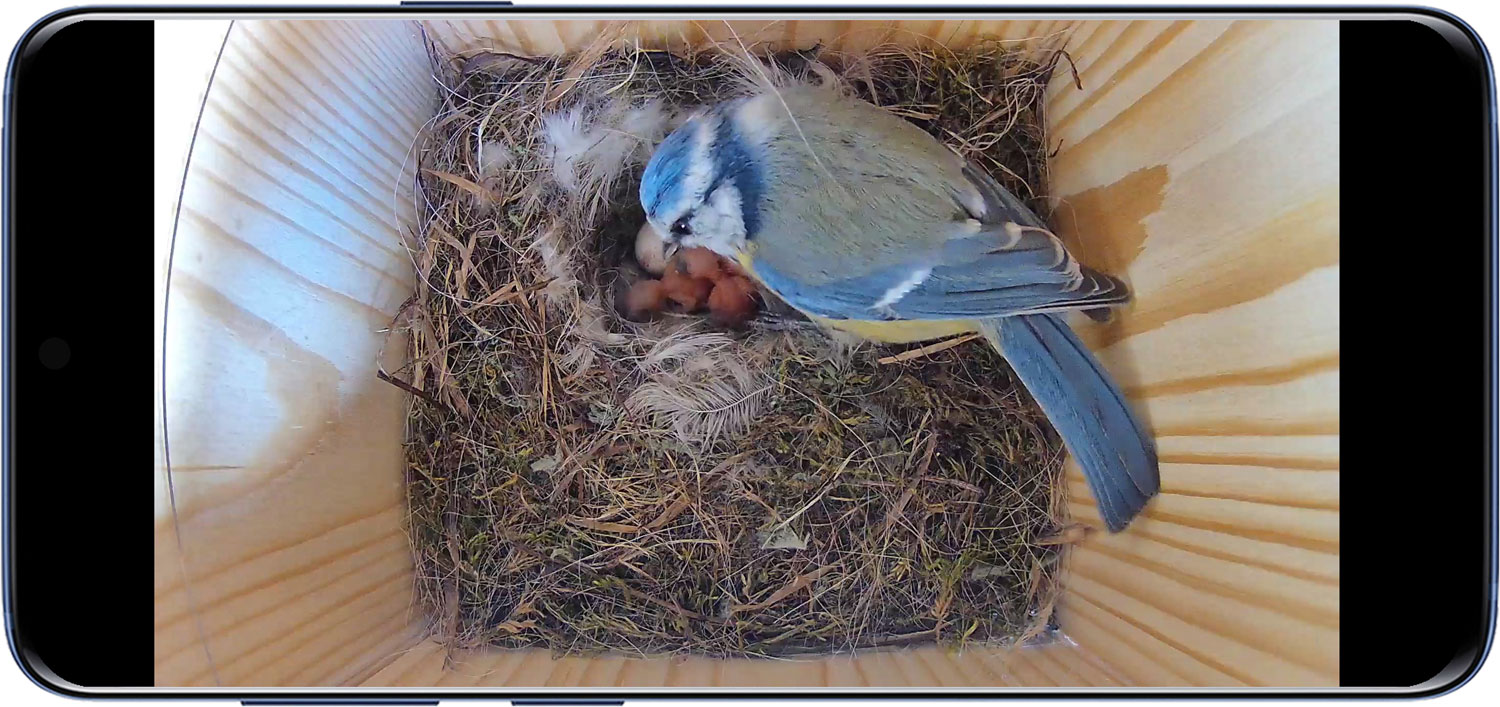 Blaumeisen-Altvogel kümmert sich um frisch geschlüpfte Jungvögel