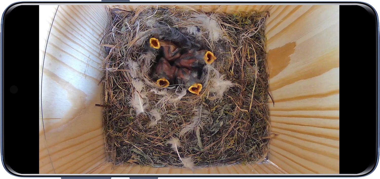 Vier heranwachsende Blaumeisen-Jungvögel im Nest sitzend mit geöffnetem Schnabel mit begonnener Entwicklung des Gefieders