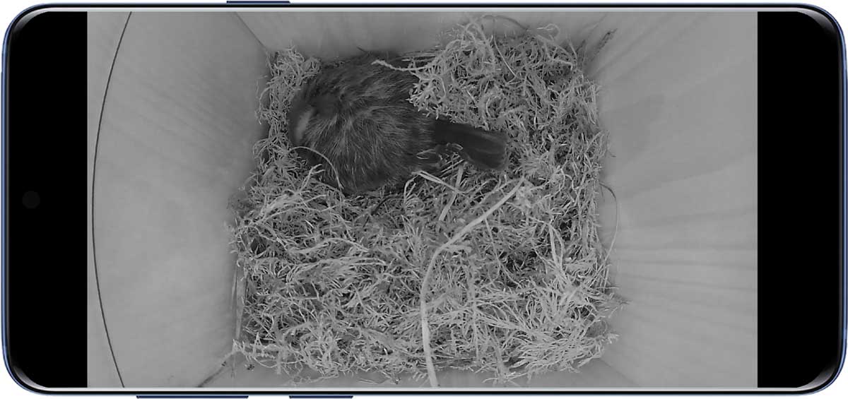 Kamerabild einer Tapo C110 mit einstellbarem Fokus im Nachtmodus mit Schwarzweißbild von einer schlafenden Blaumeise auf einem im Bau befindlichen Nest